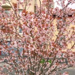 パリの桜。From Paris 2017/3/25